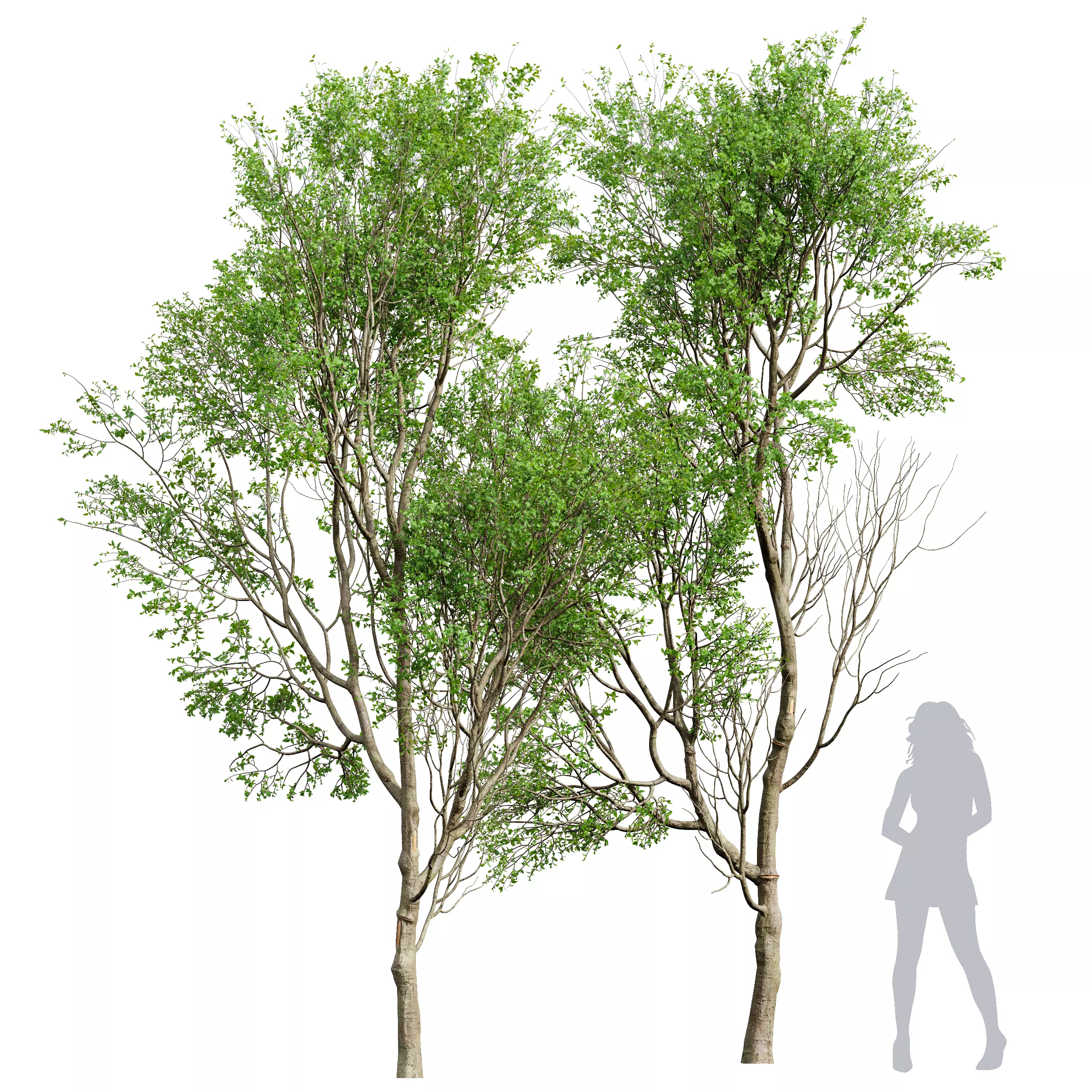 New Tree High detail Prunus Spinosa Summer 3D model_0
