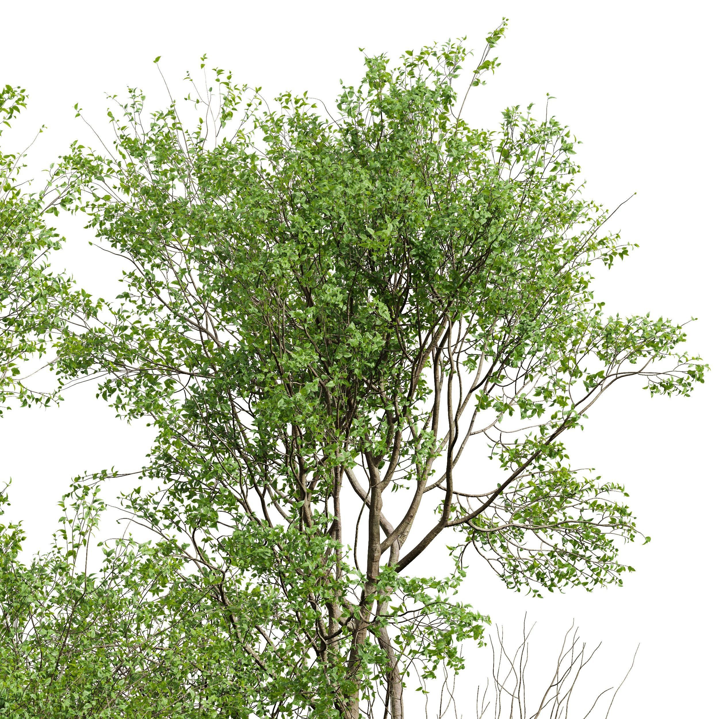New Tree High detail Prunus Spinosa Summer 3D model_2