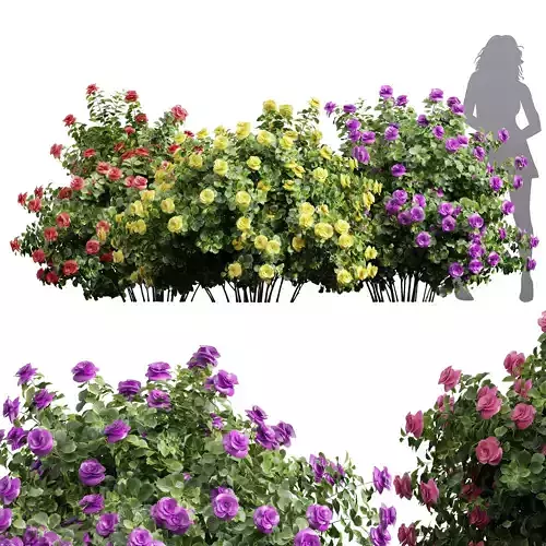 New Plant High detail Climbing Roses Bush 3D model