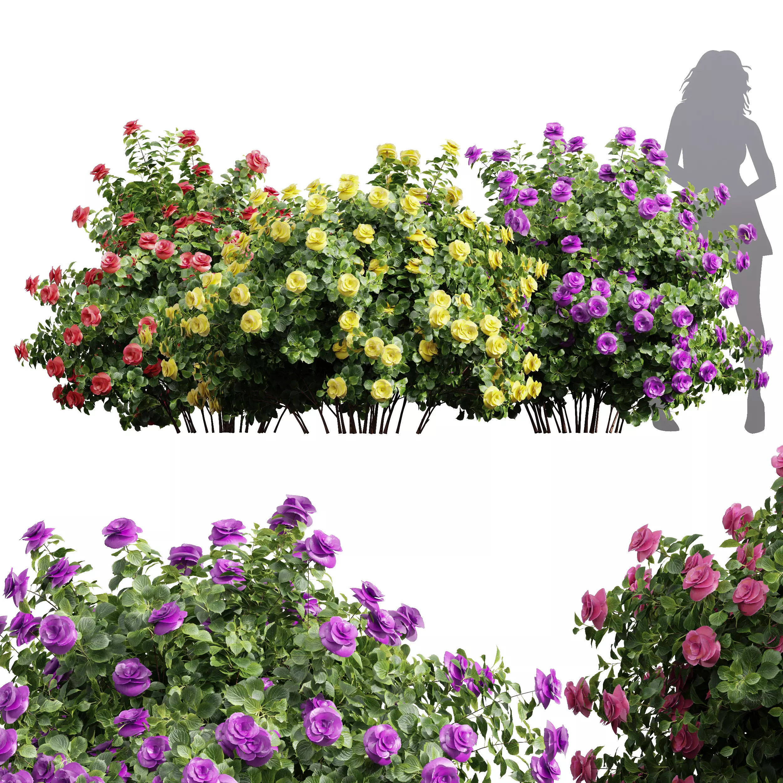 New Plant High detail Climbing Roses Bush 3D model_0