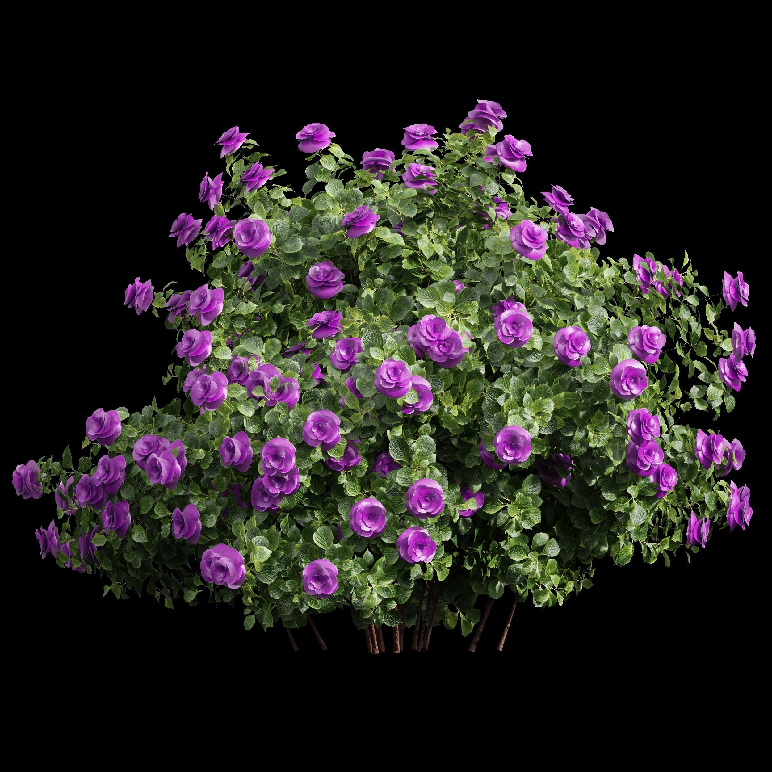 New Plant High detail Climbing Roses Bush 3D model_1