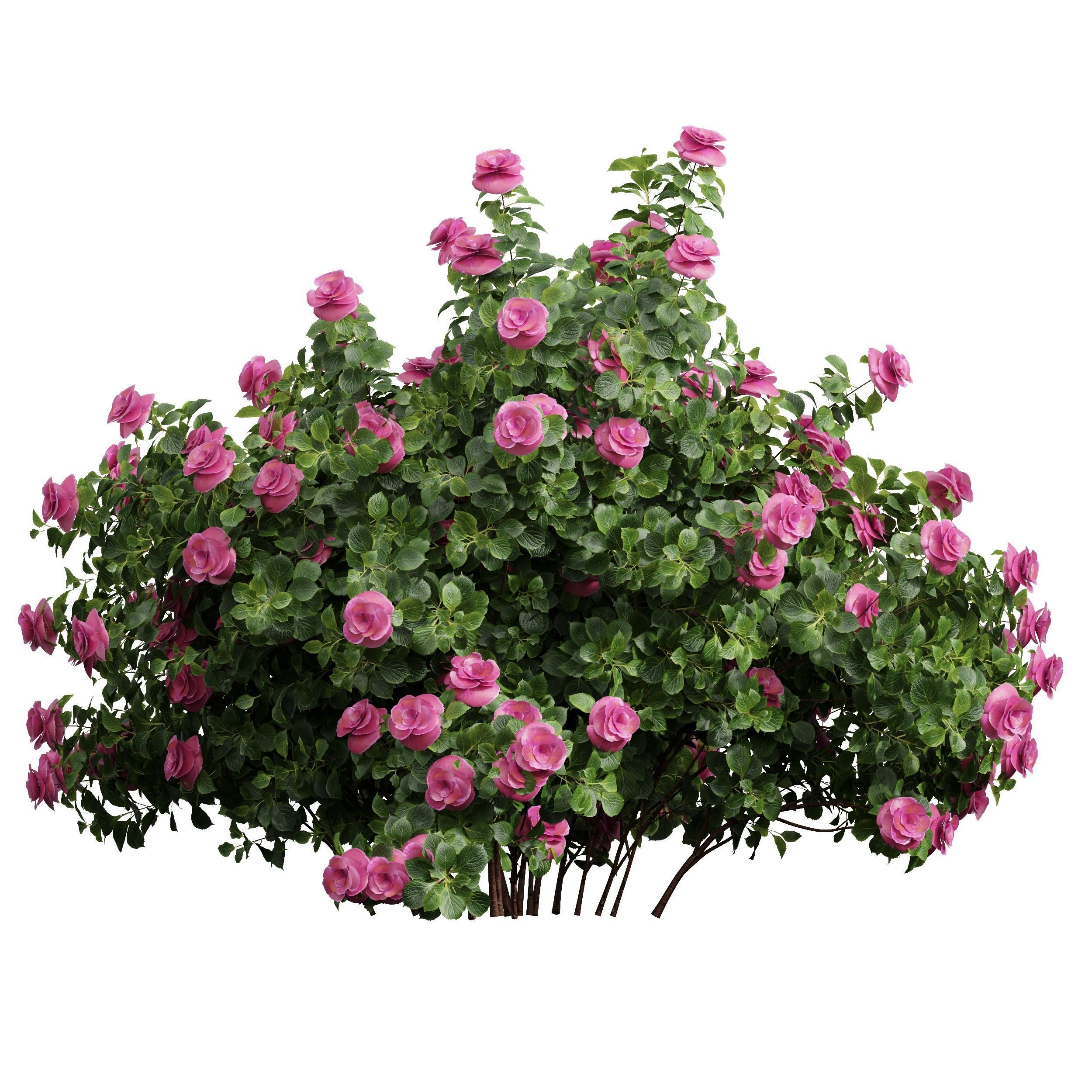 New Plant High detail Climbing Roses Bush 3D model_2