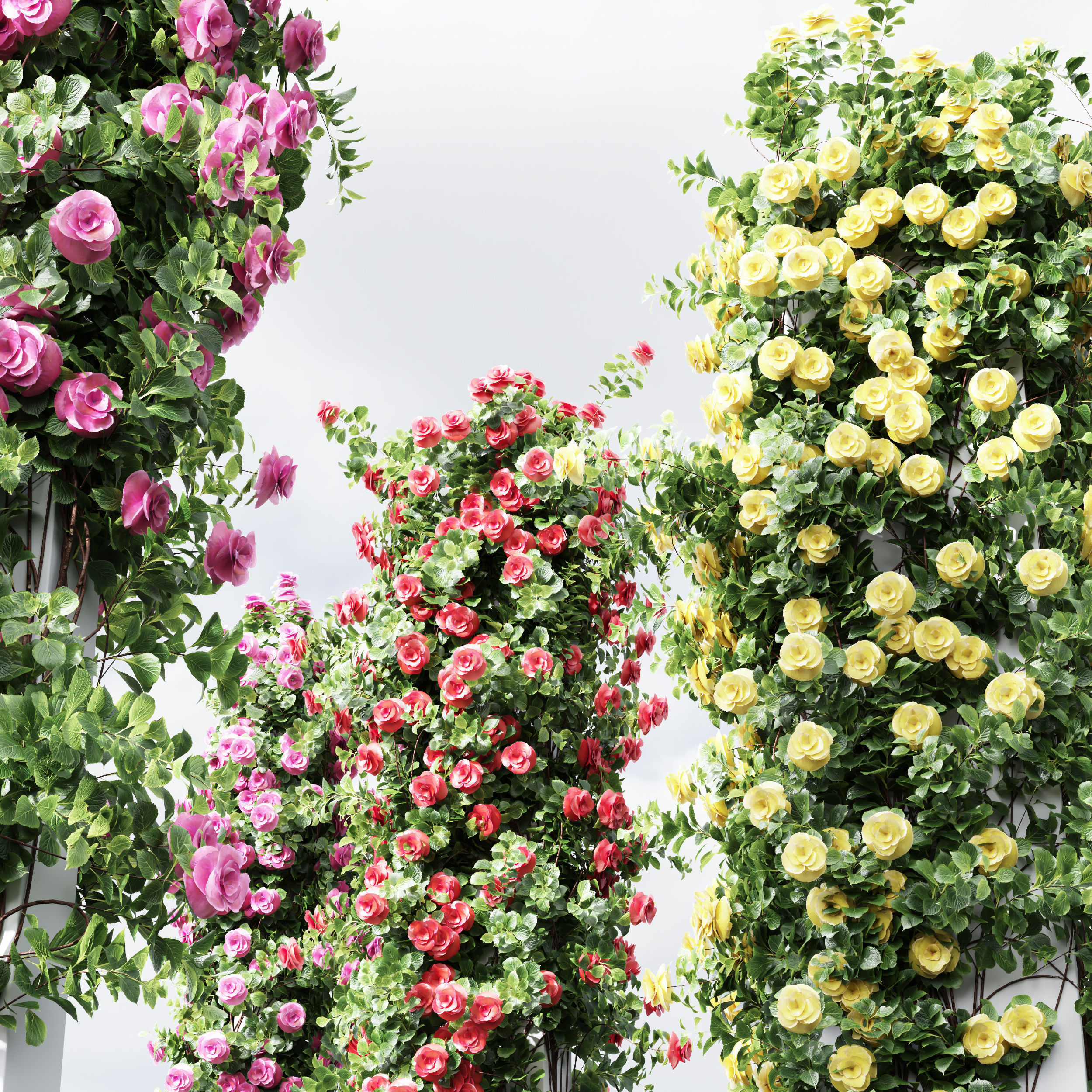 New Plant High detail Climbing Roses Cube Columns 3D model_2