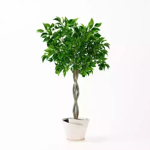 Potted Patio Plant With Braided Tree Trunk 3D model