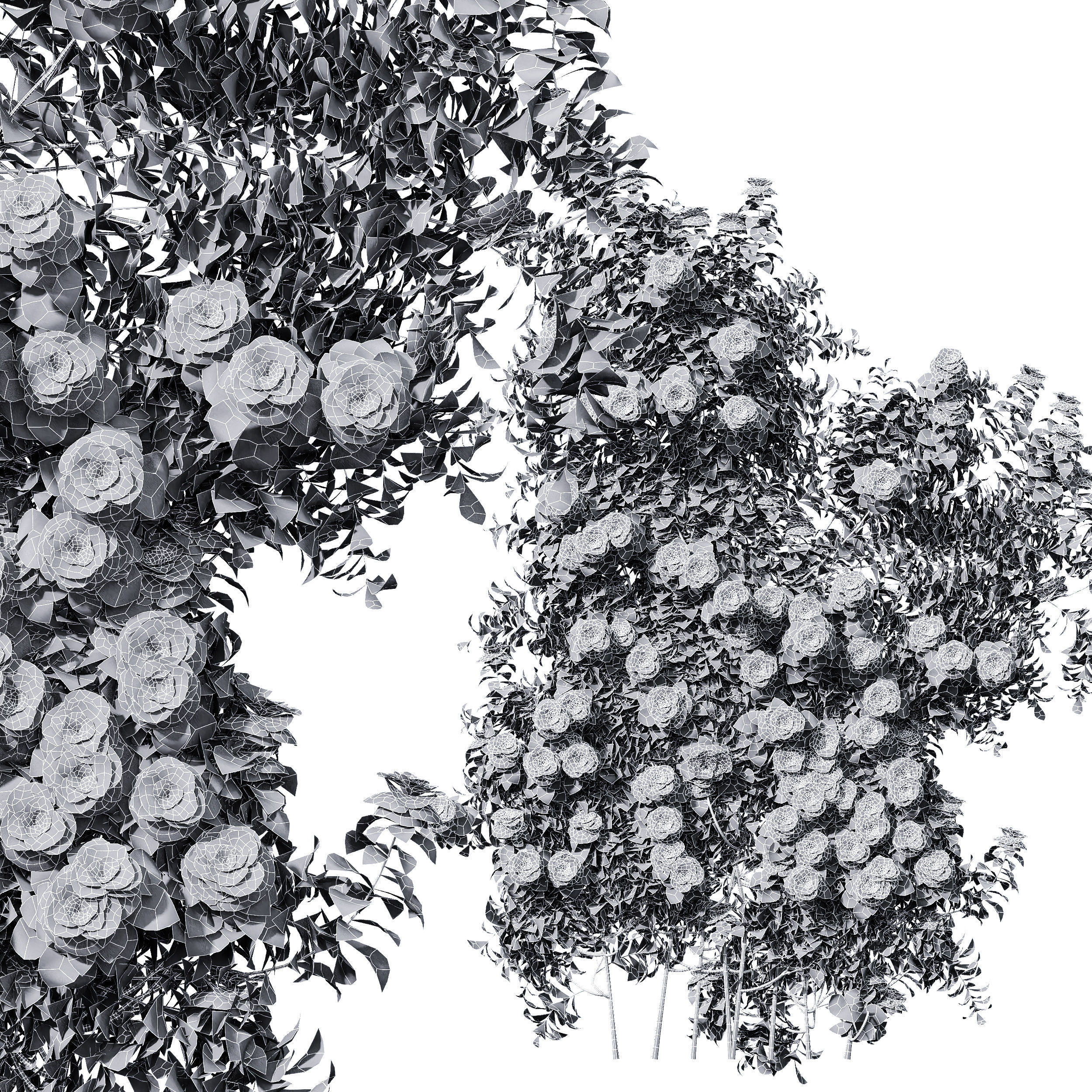 New Plant High detail Climbing Roses Wall01 Grow 3D model_3