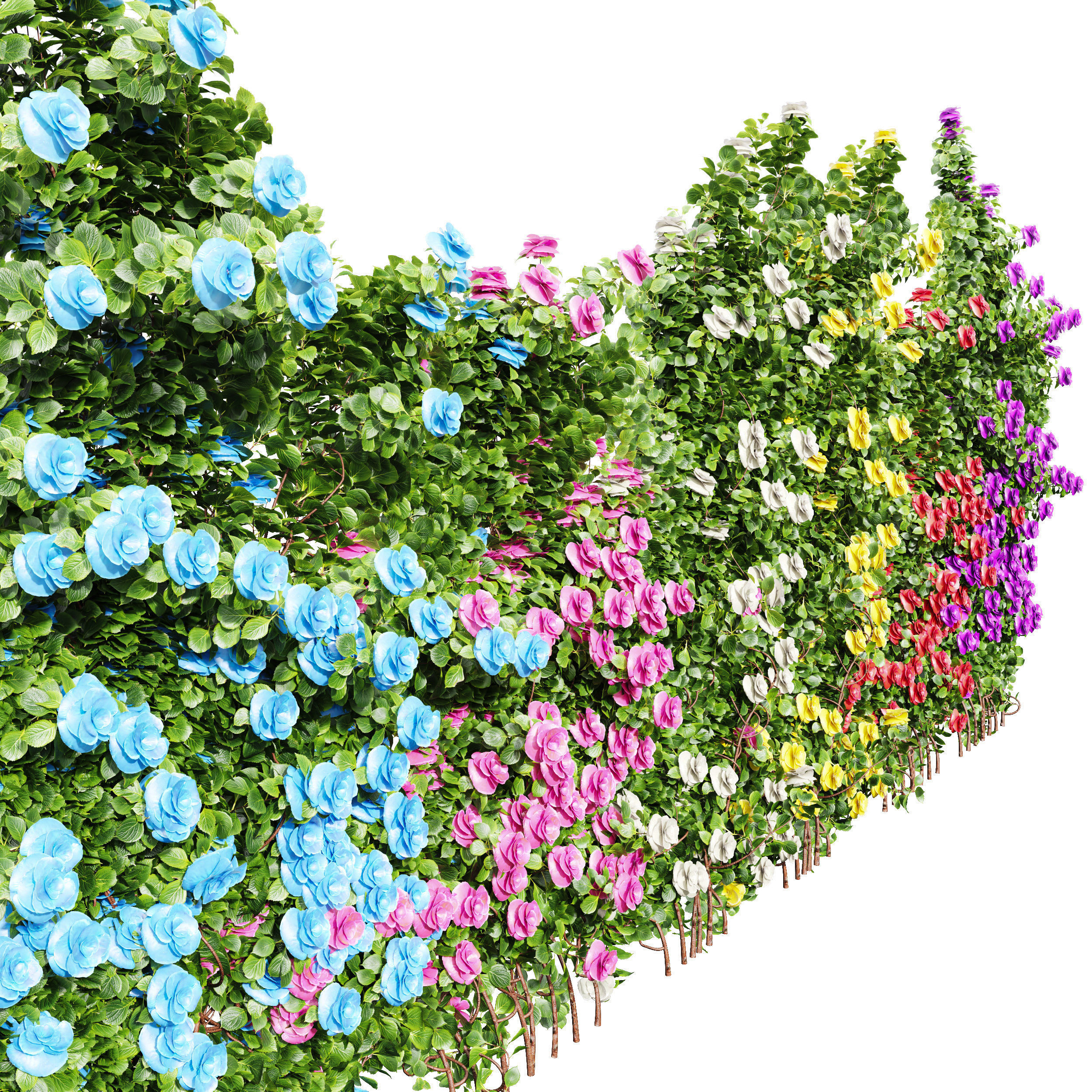New Plant High detail Climbing Roses Wall01 Grow 3D model_2
