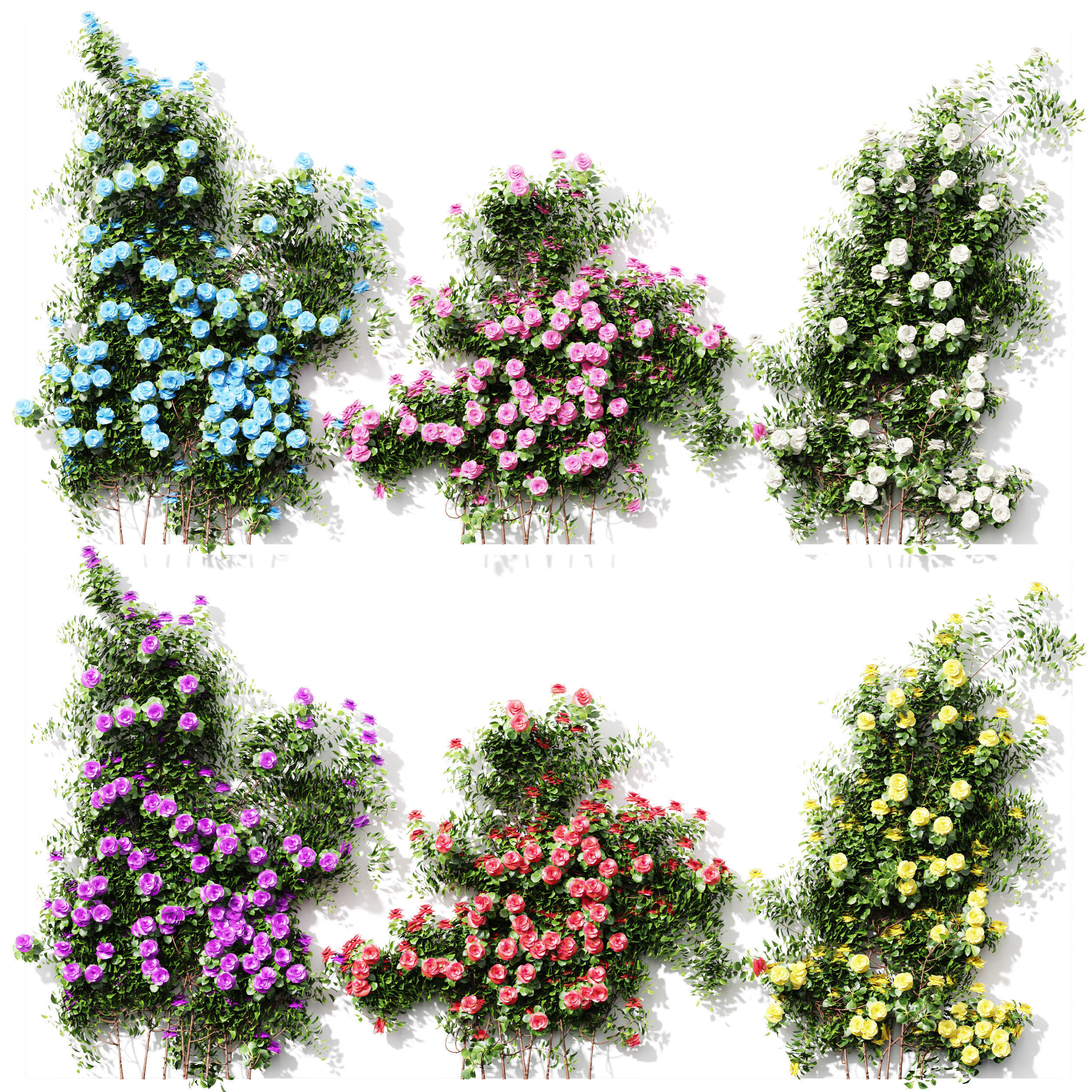 New Plant High detail Climbing Roses Wall01 Grow 3D model_1