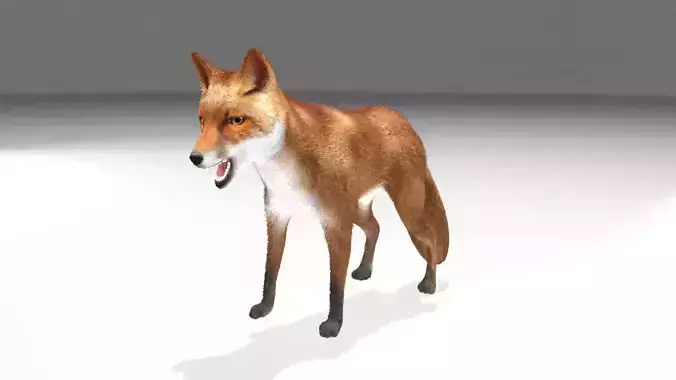 This model Fox