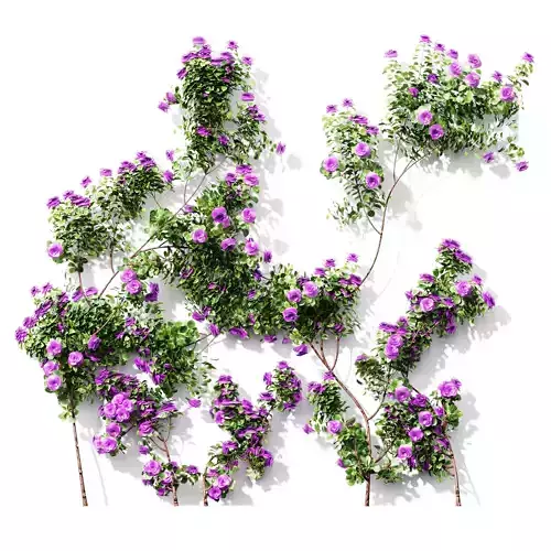 New Plant High detail Climbing Roses Wall02 Grow 3D model
