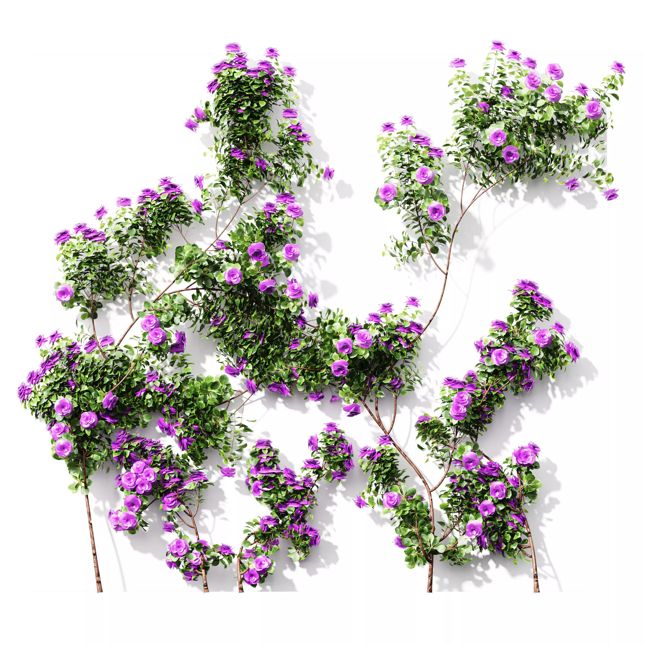 New Plant High detail Climbing Roses Wall02 Grow 3D model_0