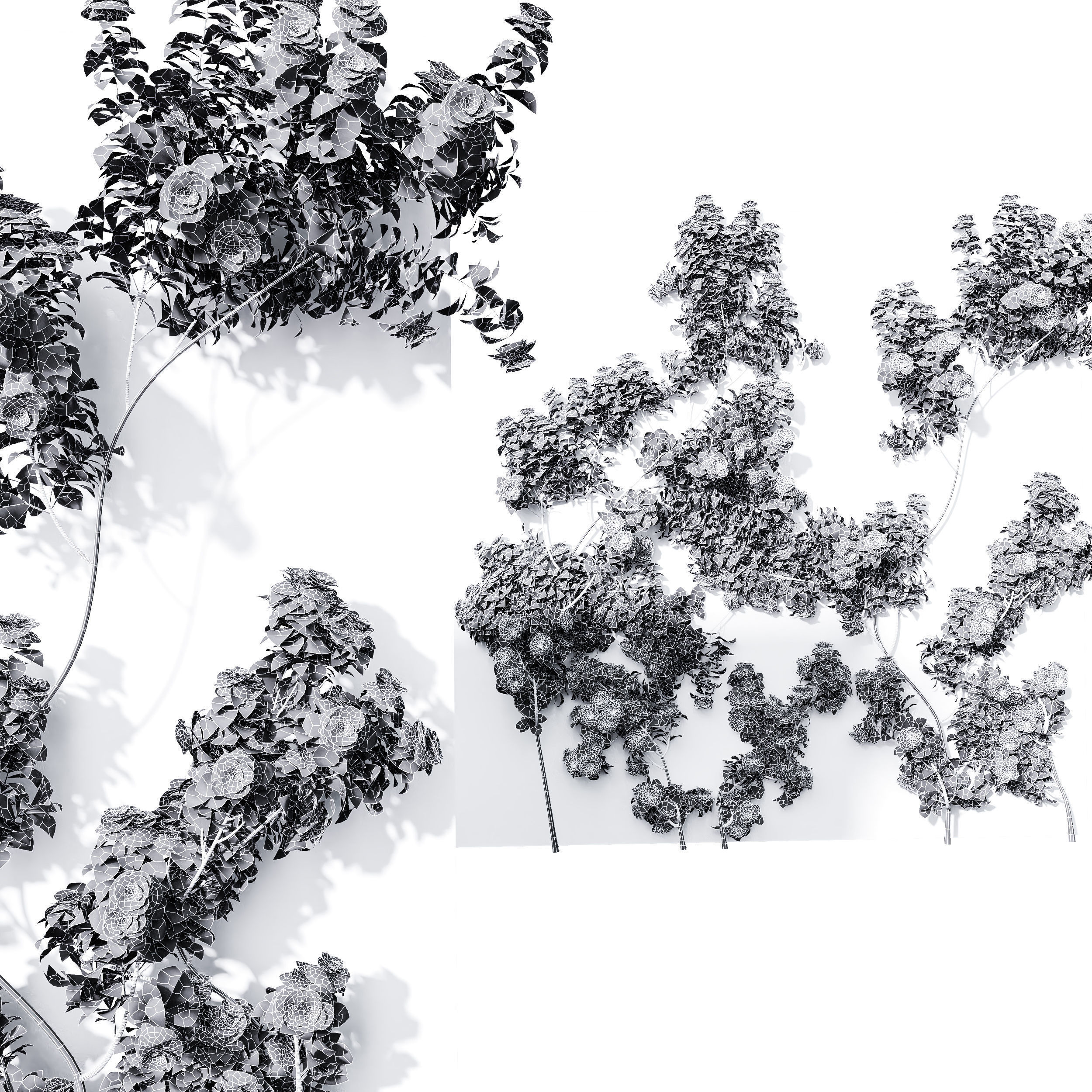 New Plant High detail Climbing Roses Wall02 Grow 3D model_3