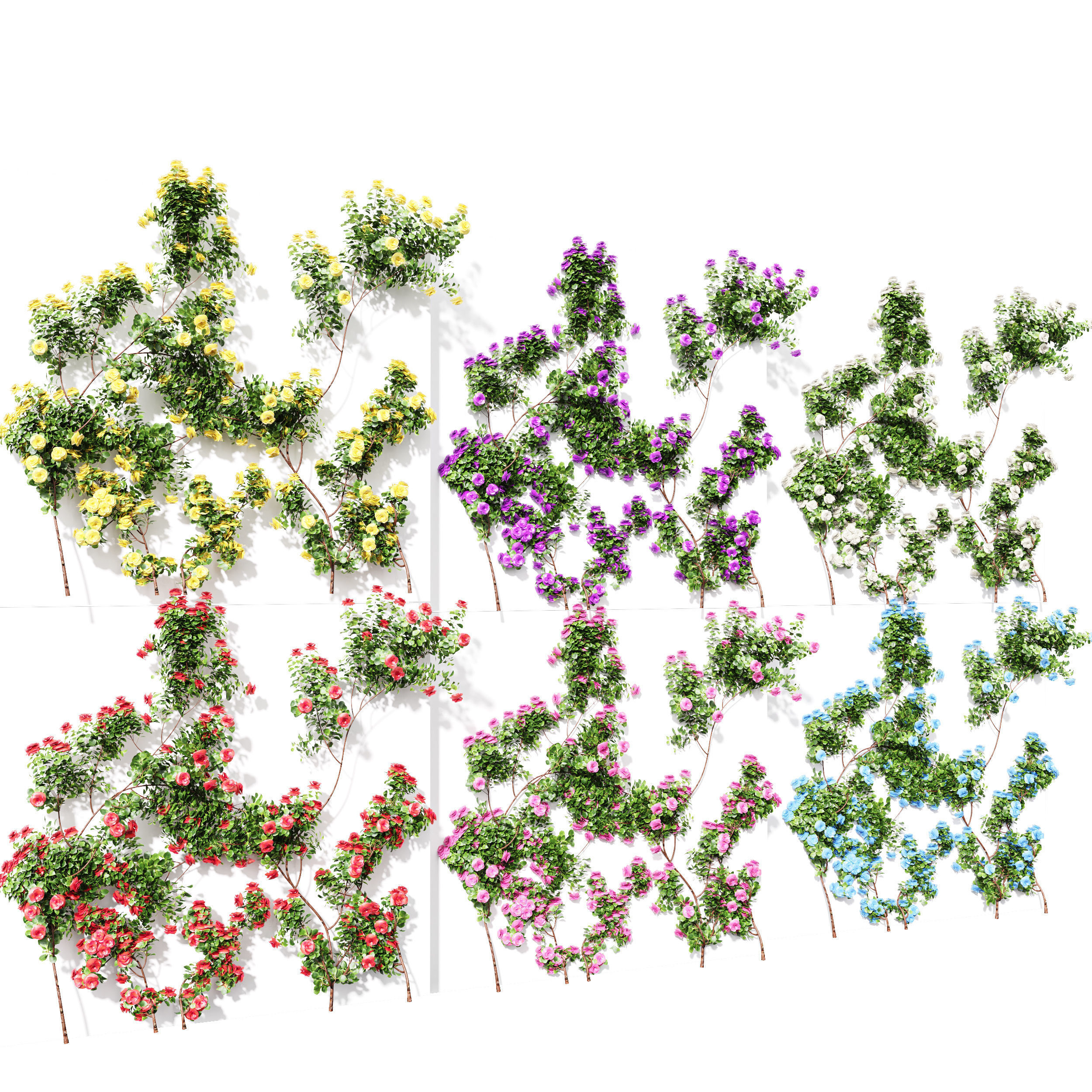 New Plant High detail Climbing Roses Wall02 Grow 3D model_2