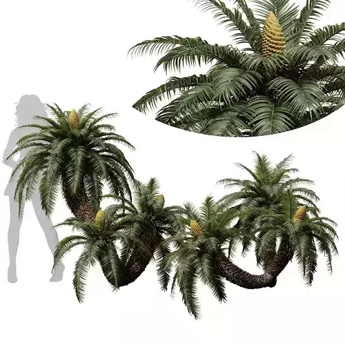 New Plant High detail Cycas Revoluta Palmfarn Fruit