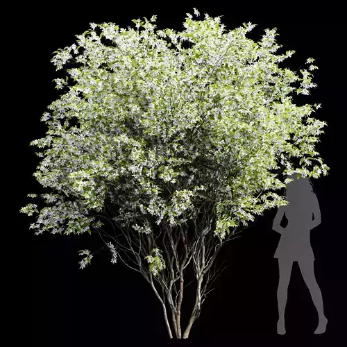 New Tree High detail Amelanchier lamarckii 3D model