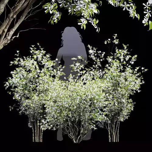 New Tree High detail Amelanchier lamarckii Bush 3D model