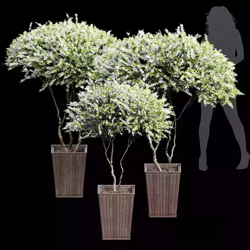 New Tree High detail Amelanchier lamarckii Pot 3D model