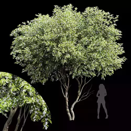 New Tree High detail Amelanchier lamarckii Tree 3D model