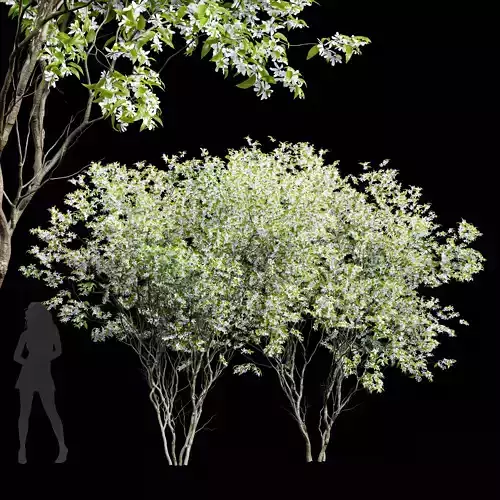 New Tree High detail Amelanchier lamarckii2 3D model