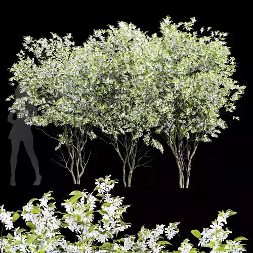 New Tree High detail Amelanchier lamarckii3 3D model