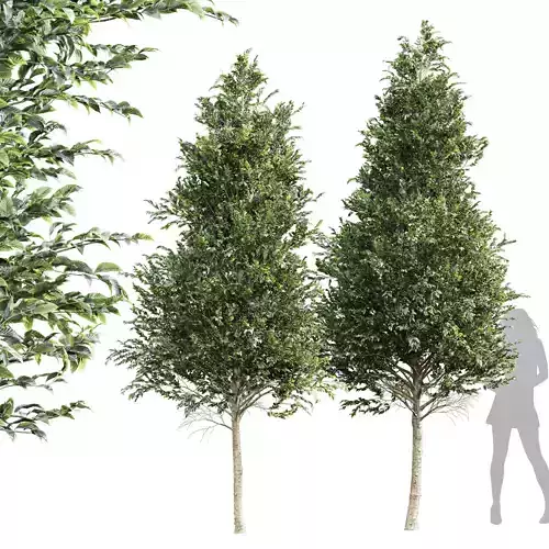 New Tree High detail Carpinus Betulus Free 3D model