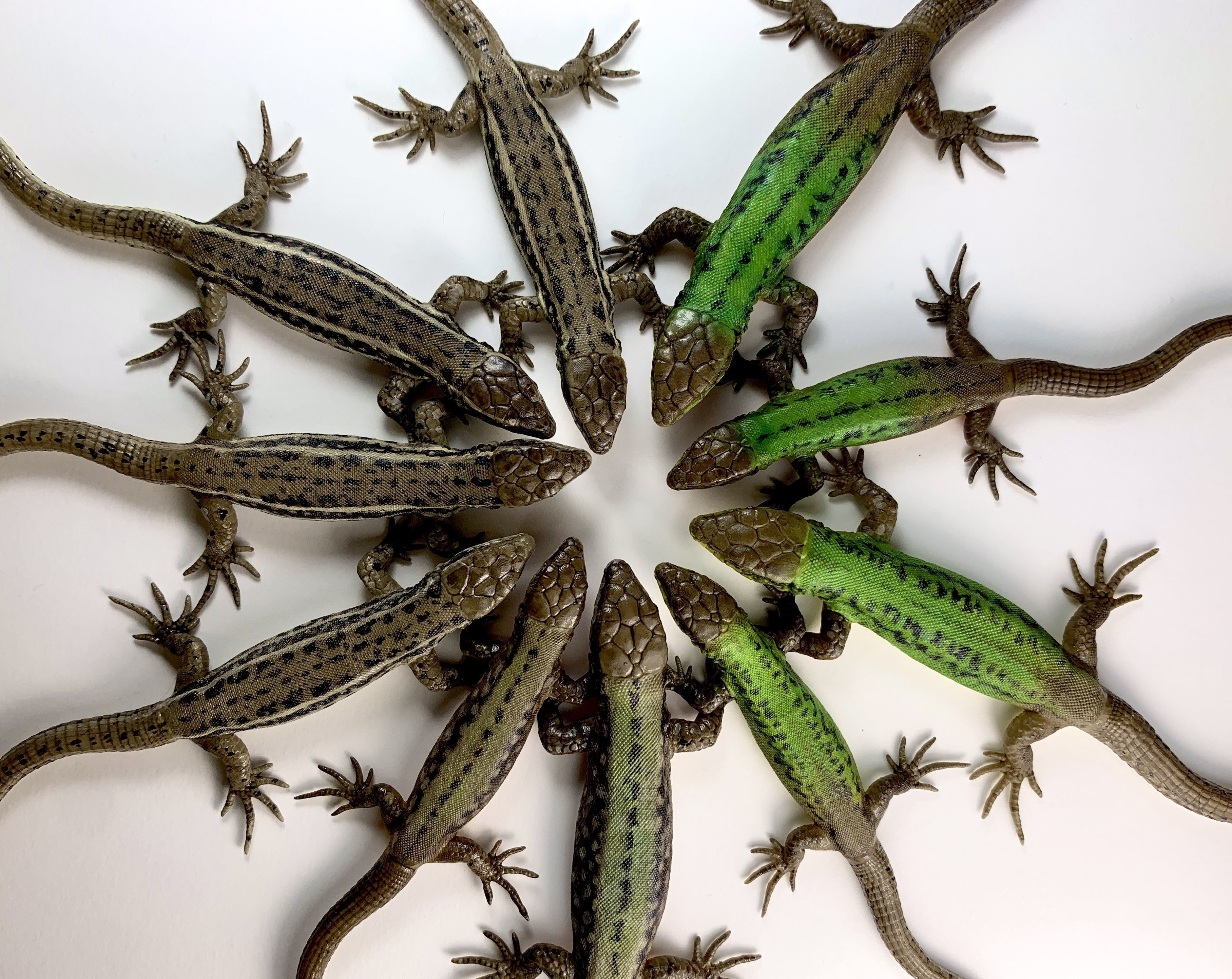 Wall lizard realistic model 3D print model_7