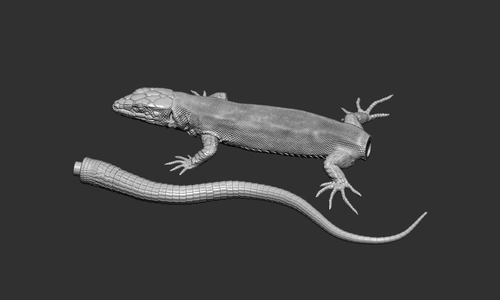 Wall lizard realistic model 3D print model_2