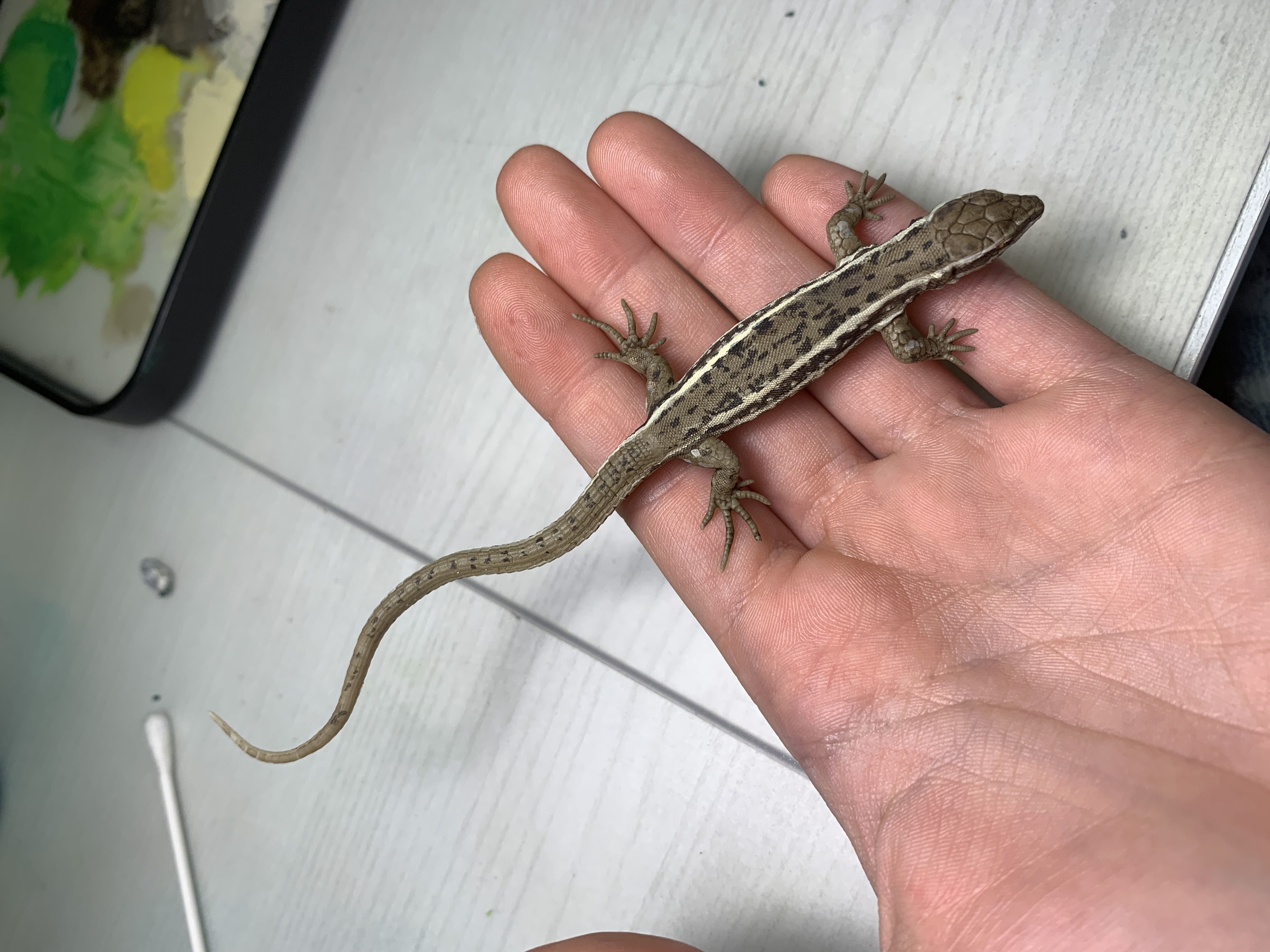 Wall lizard realistic model 3D print model_6
