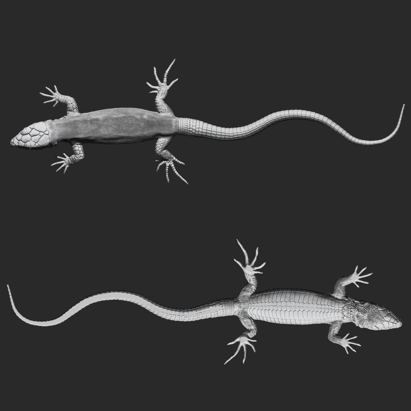 Wall lizard realistic model 3D print model_1