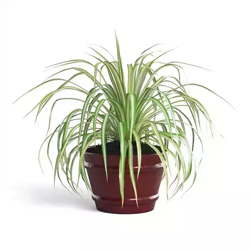 Spider Plant III