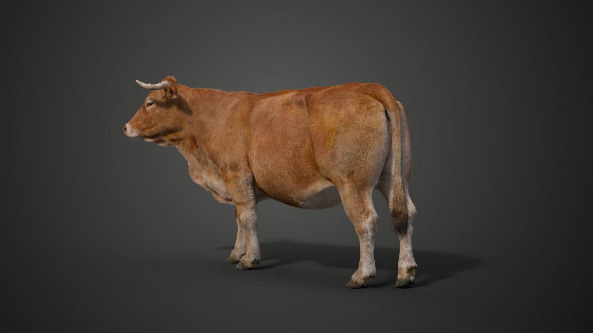 Cattle Cow Animated VFX Grace 3D model_19