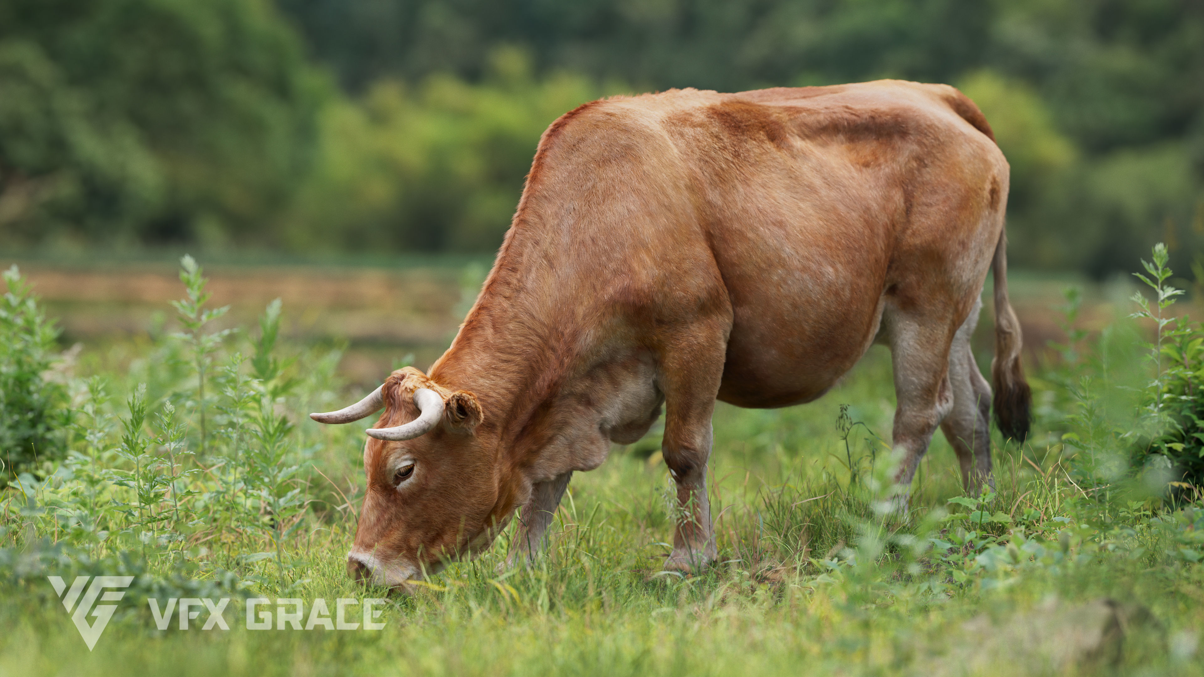 Cattle Cow Animated VFX Grace 3D model_12