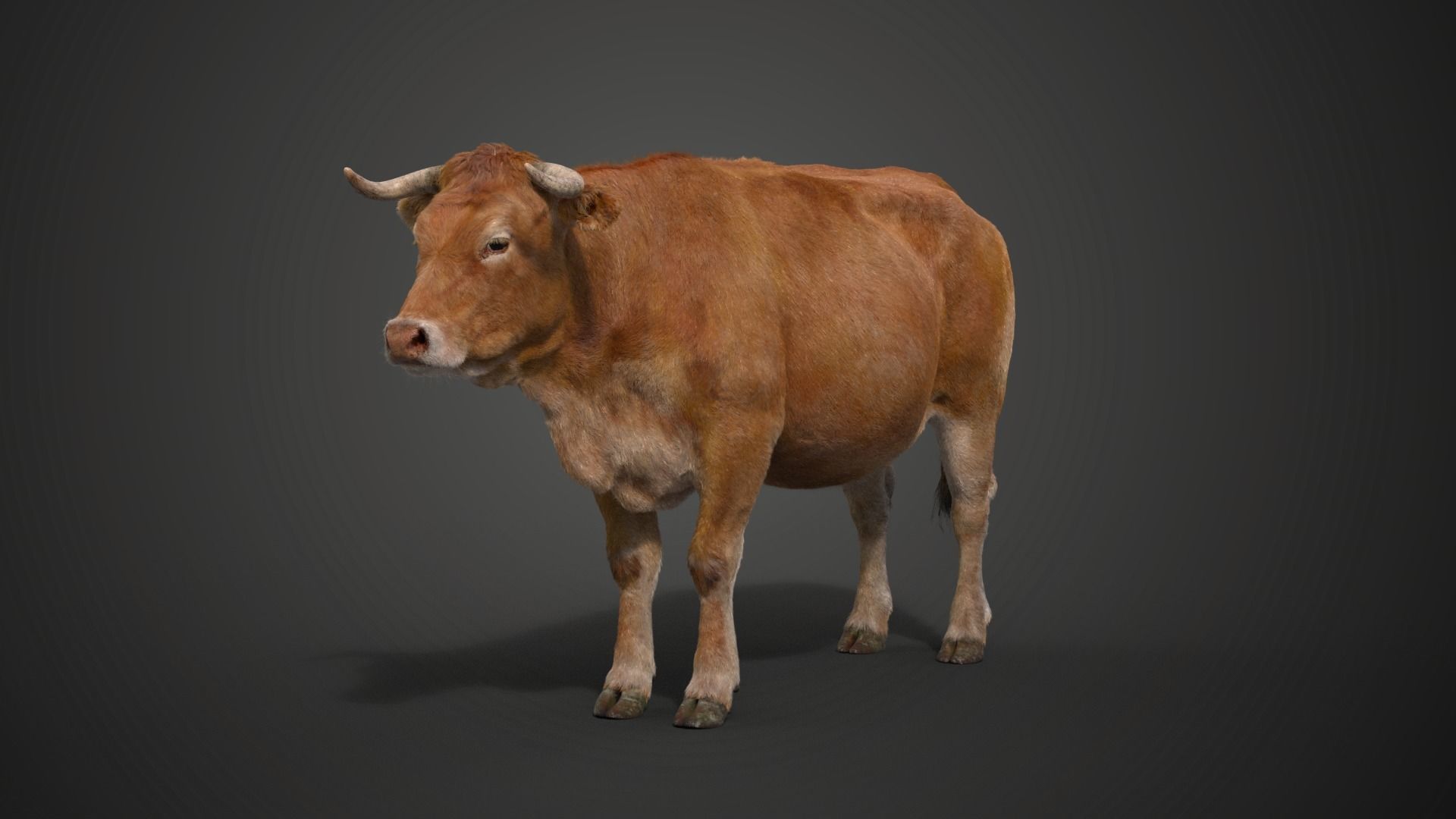Cattle Cow Animated VFX Grace 3D model_23