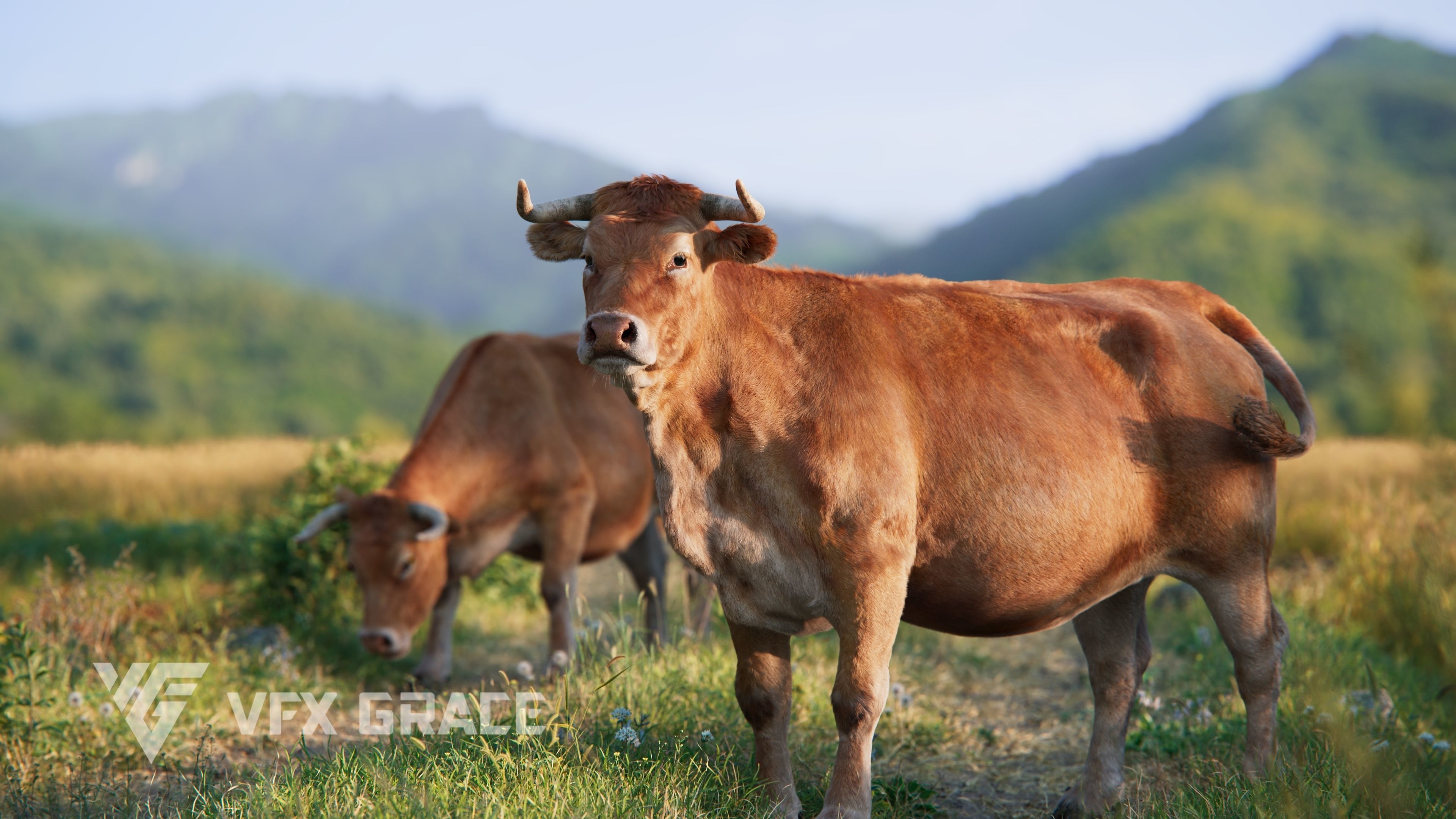 Cattle Cow Animated VFX Grace 3D model_9