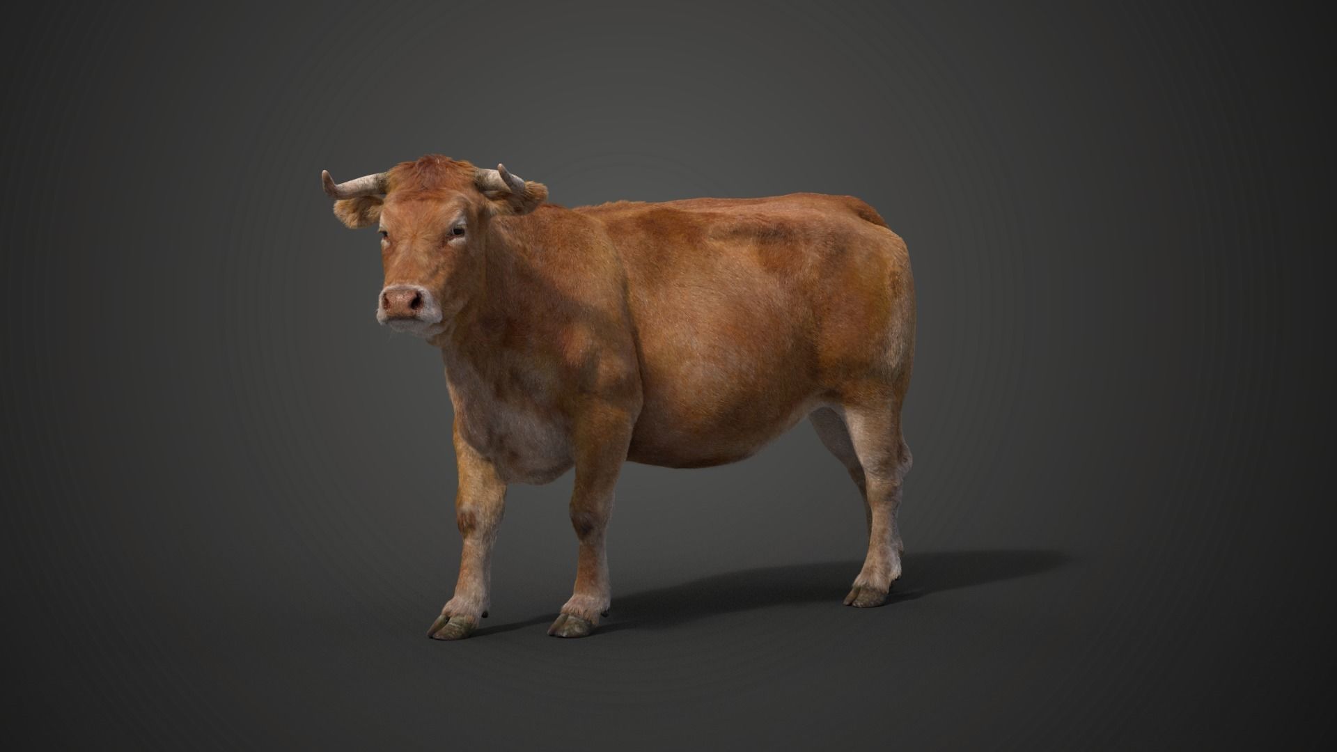 Cattle Cow Animated VFX Grace 3D model_20