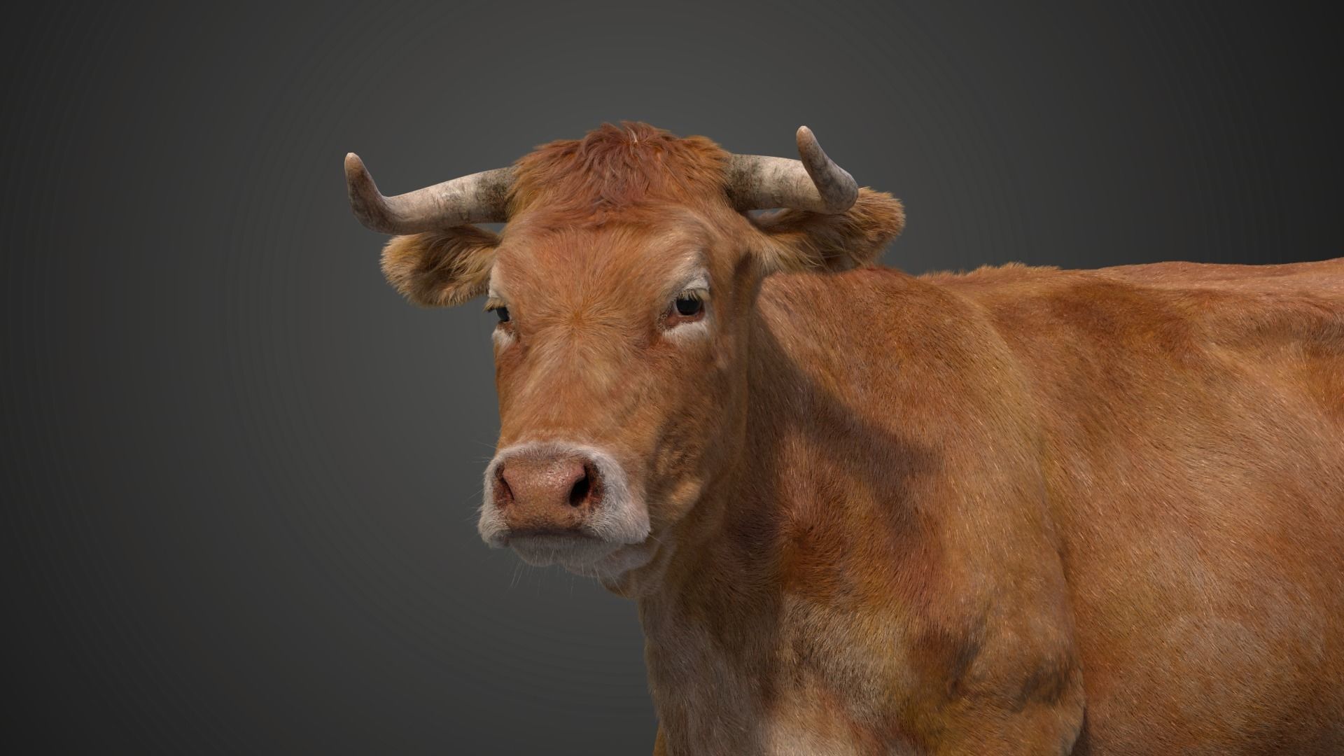 Cattle Cow Animated VFX Grace 3D model_22