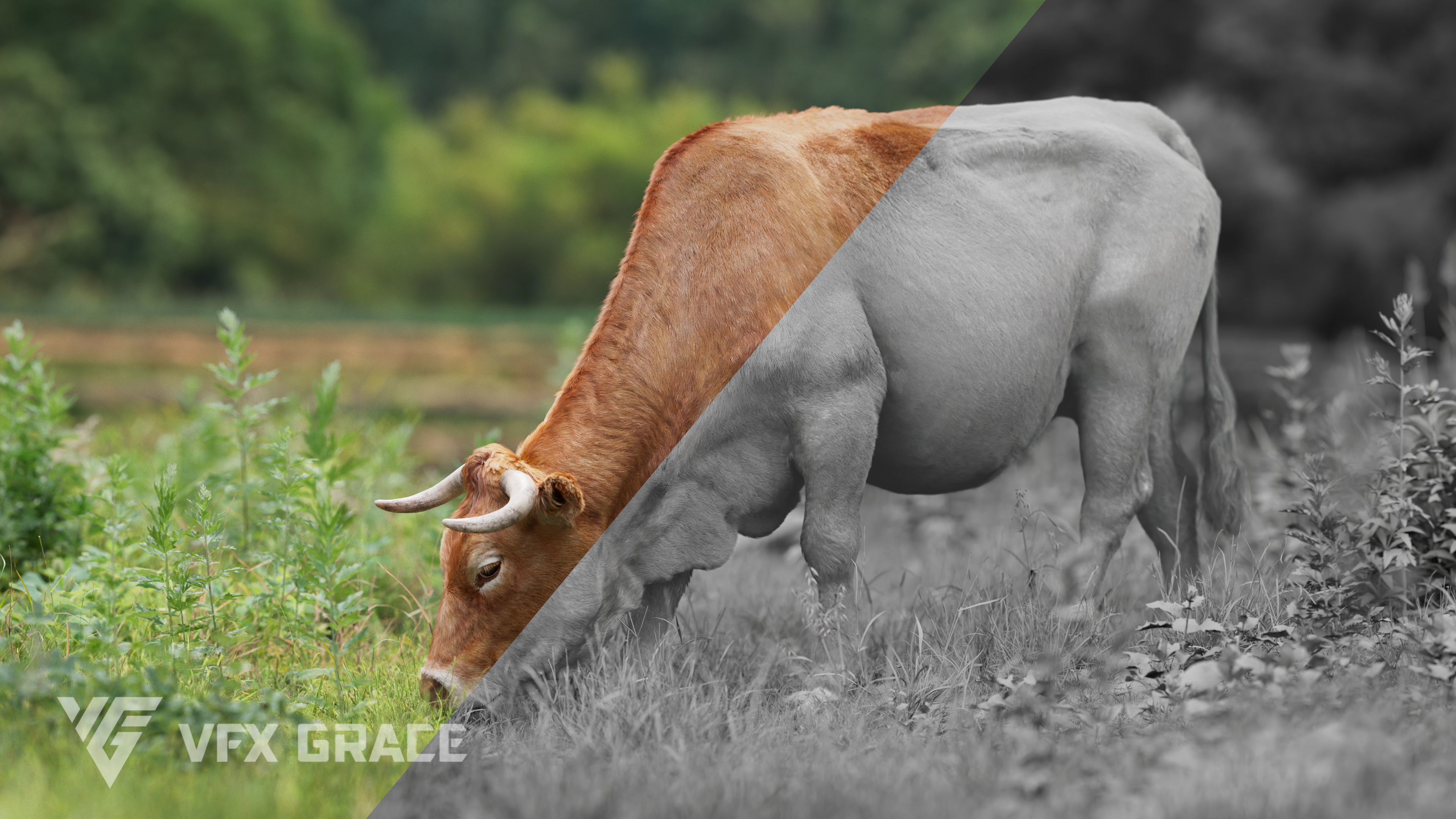 Cattle Cow Animated VFX Grace 3D model_13