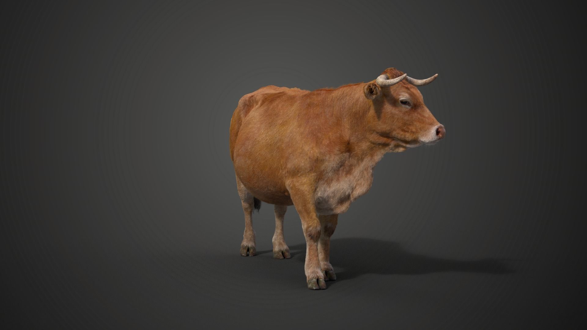 Cattle Cow Animated VFX Grace 3D model_17