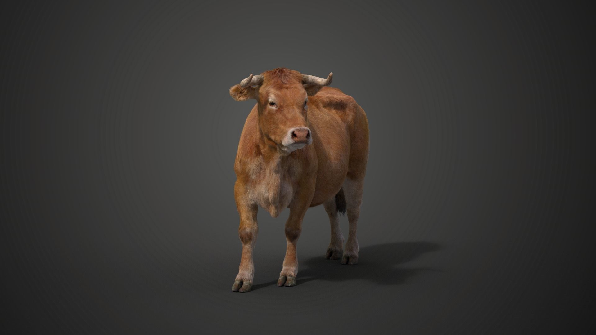 Cattle Cow Animated VFX Grace 3D model_16