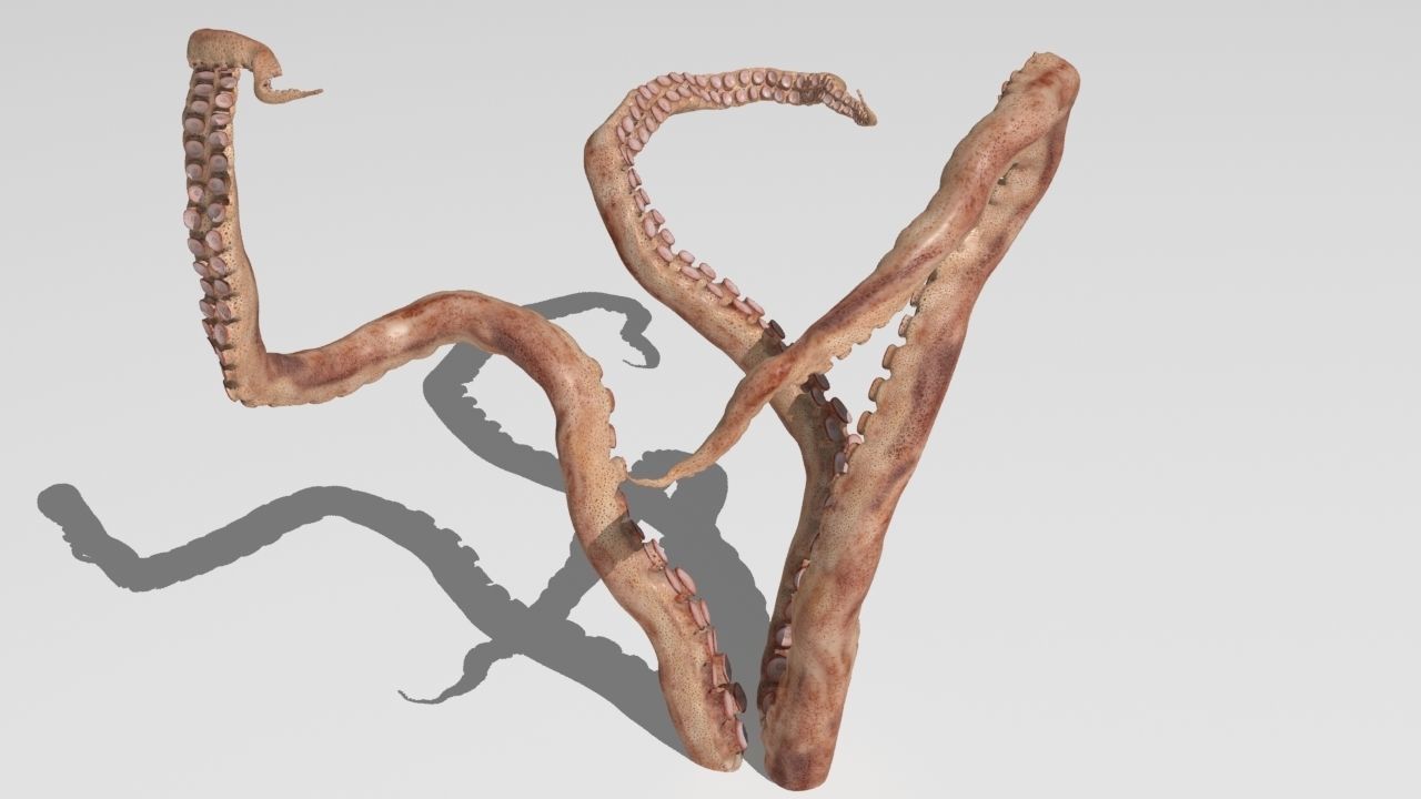 Tentacle collection sea creature _6