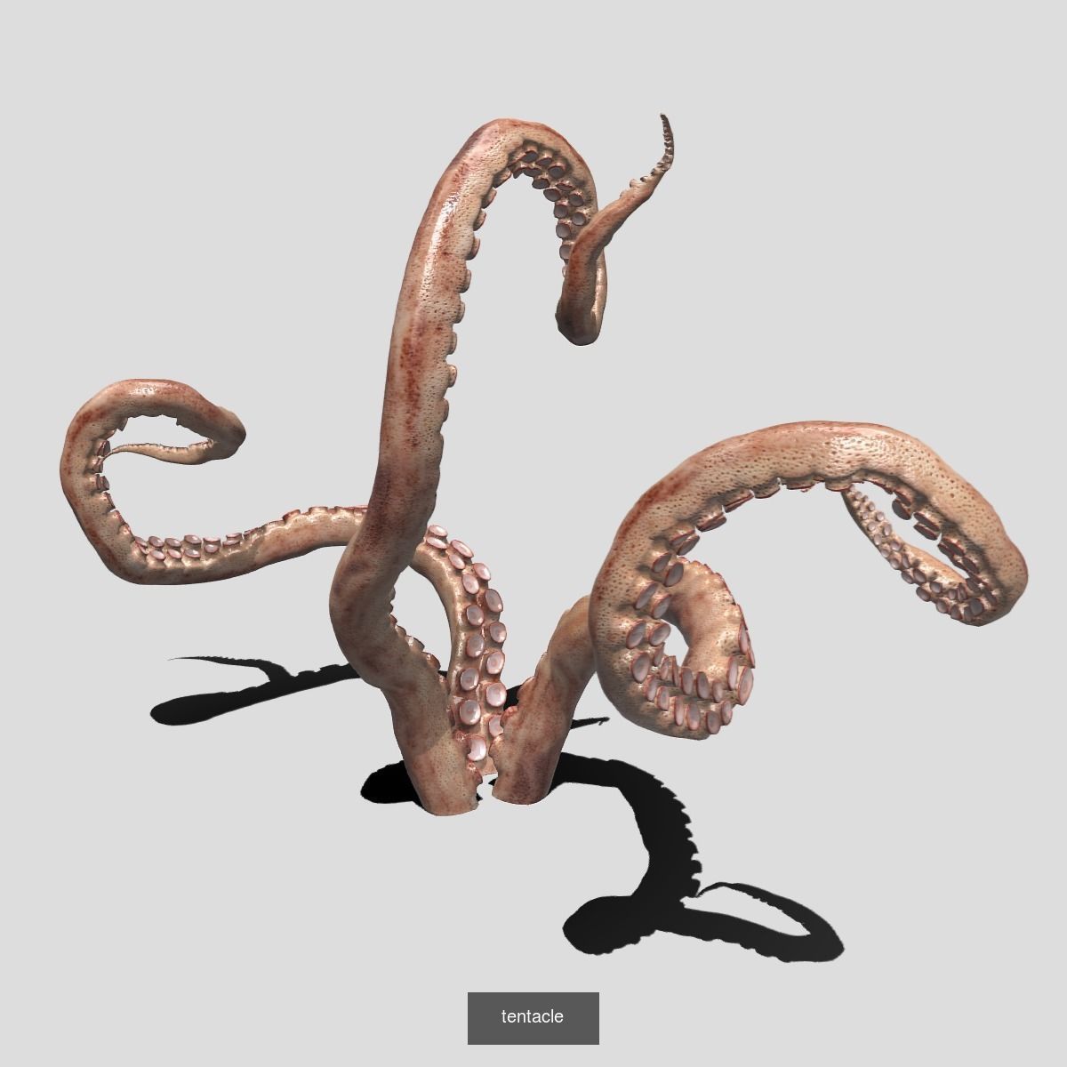 Tentacle collection sea creature _5