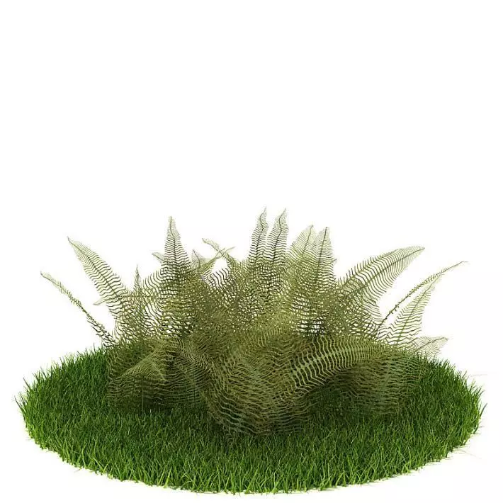 Green Carpet Fern Bush 3D model