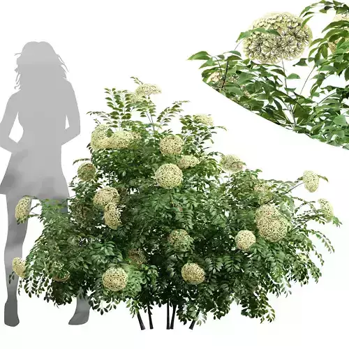 New Plant High detail Sambucus Nigra Bush