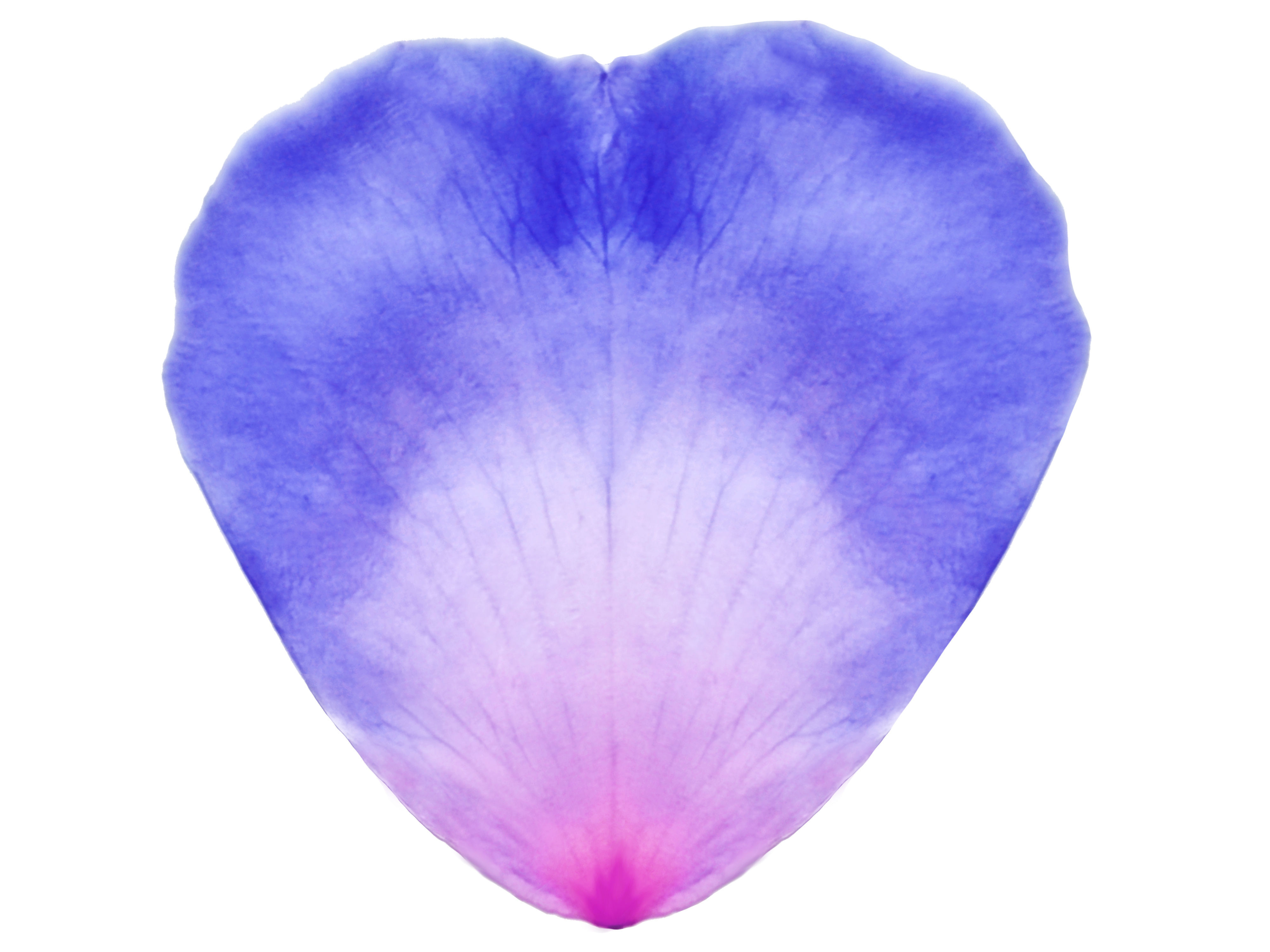 Pink Rose in a Crystal Vase 3D Model  Low-poly 3D model_11