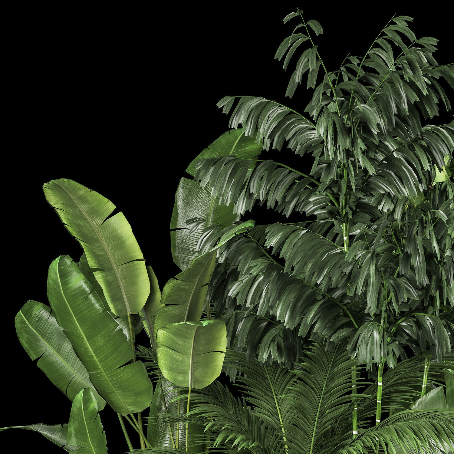 Flowerbed Of Plants With Tropical Thickets 1113 3D model_4
