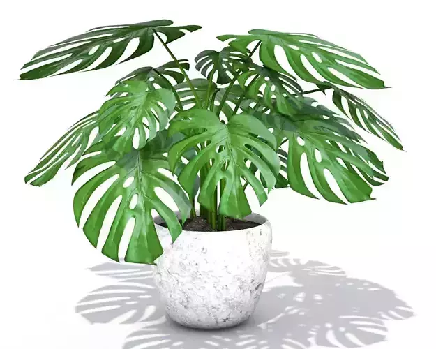 MONSTERA Plant Free 3D model