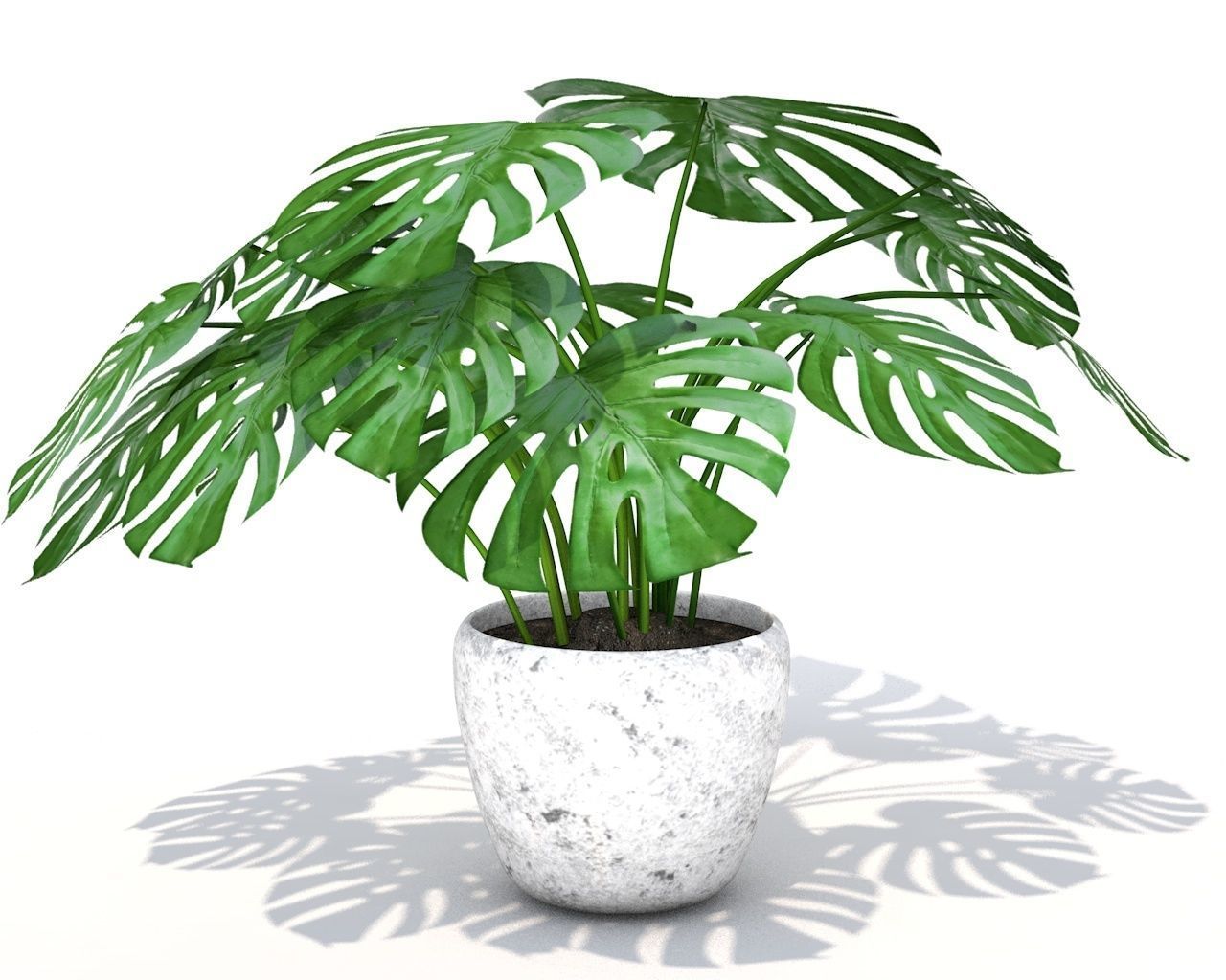 MONSTERA Plant Free 3D model_1