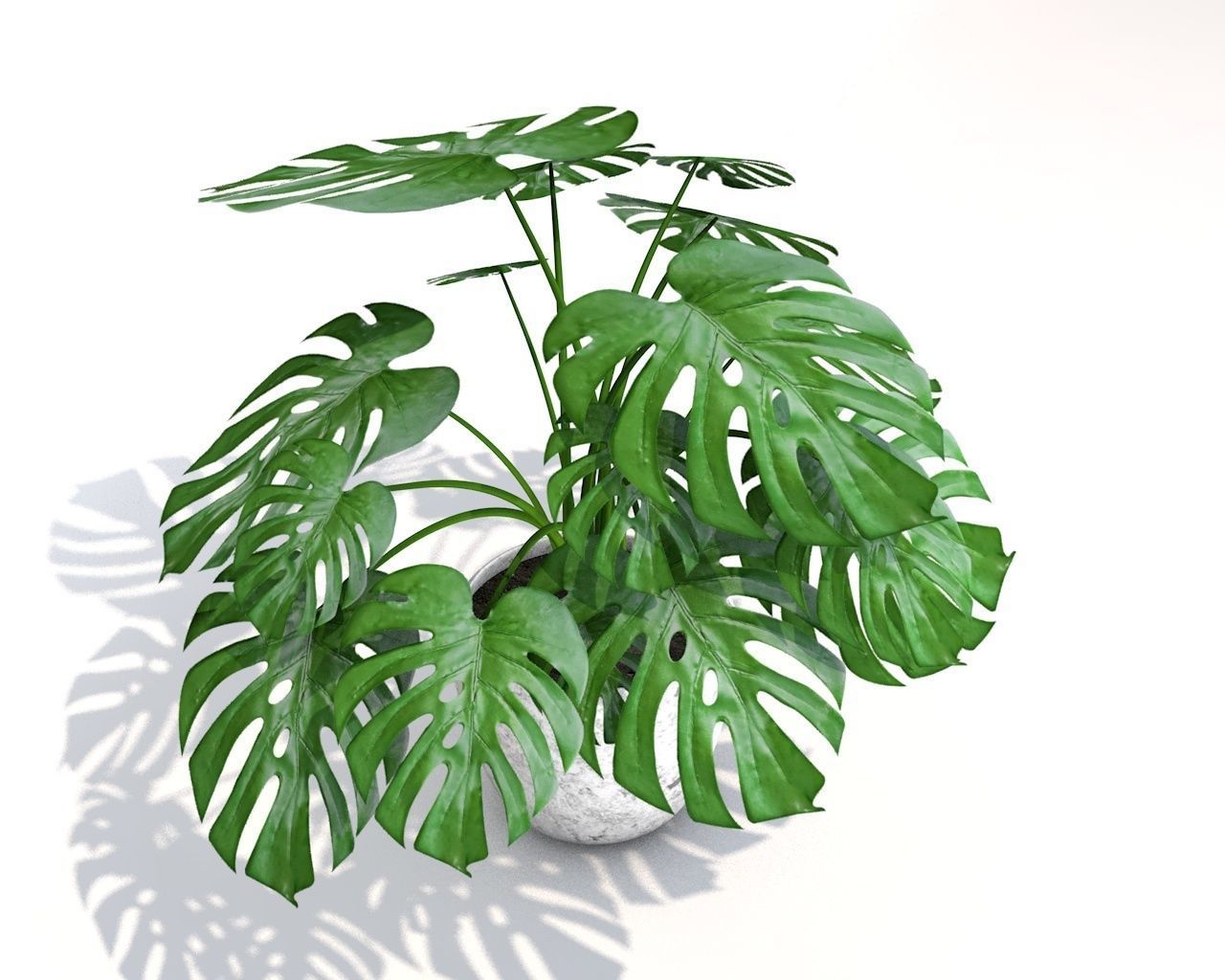 MONSTERA Plant Free 3D model_2