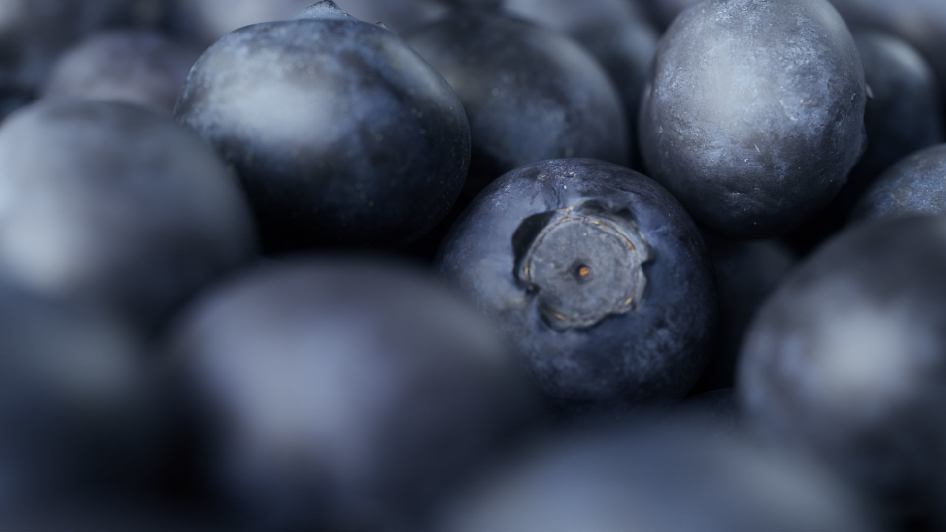 Blueberries - 4 Variations 3D model_6