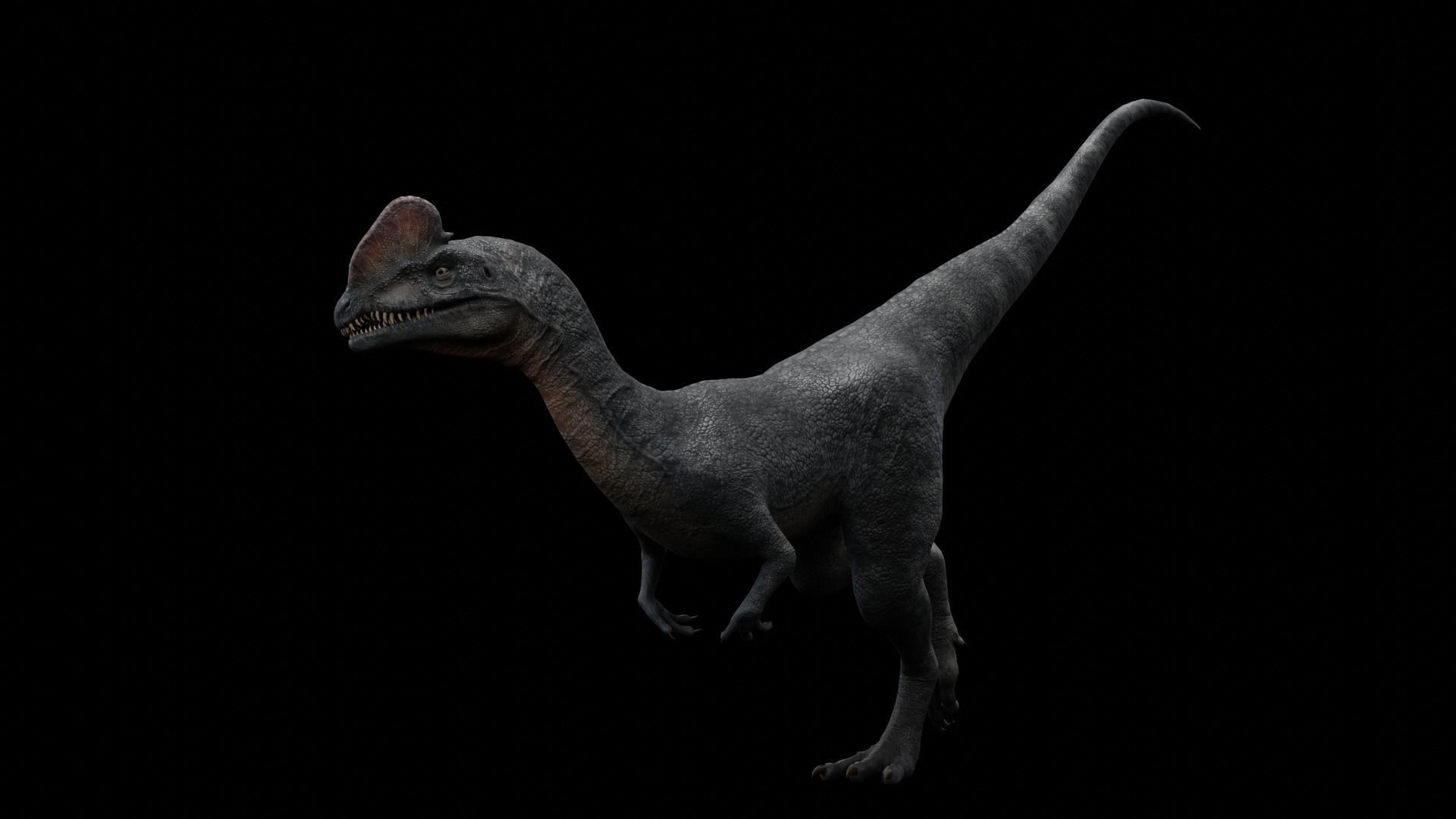 Dilophosaurus Dinosaur Low-poly 3D model_34