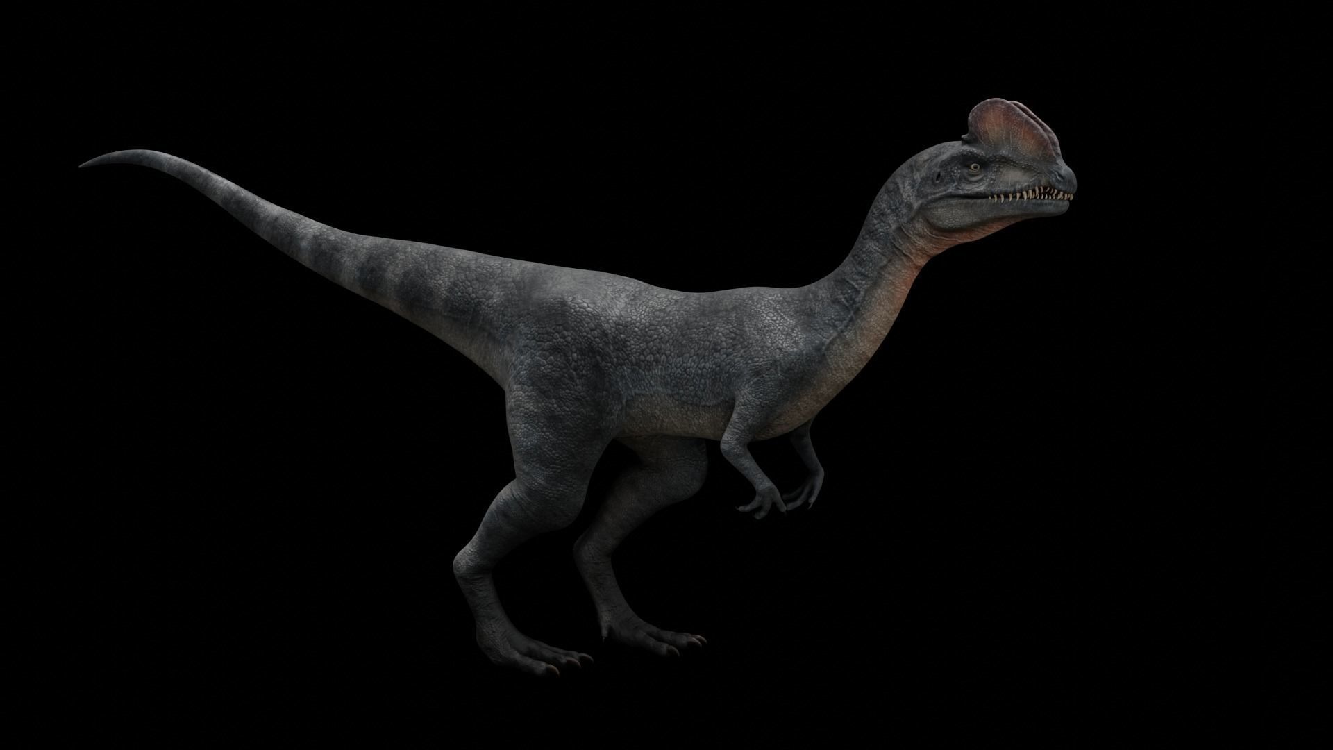 Dilophosaurus Dinosaur Low-poly 3D model_26